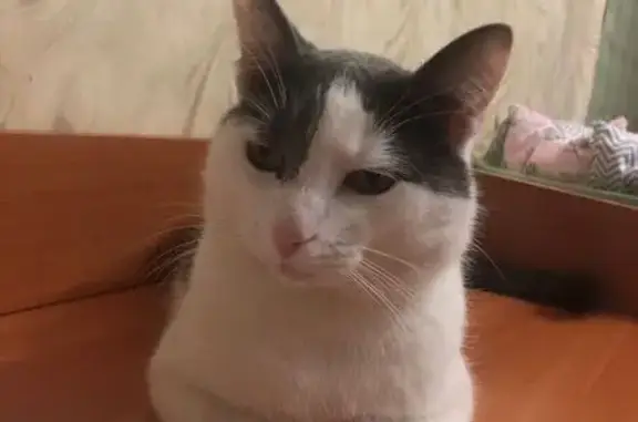 Пропала кошка, ул. Бардина, 8, Череповец