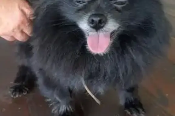 Найдена собака, Екатериновка, фото: Найдена собака, ул. Фрунзе, 18А, Екатериновка