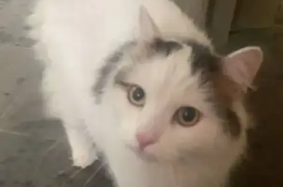 Ласковая кошка найдена: ул. 30 лет Победы, 146