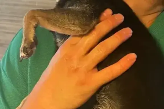 Собака найдена: пр. Ленина 19, Челябинск