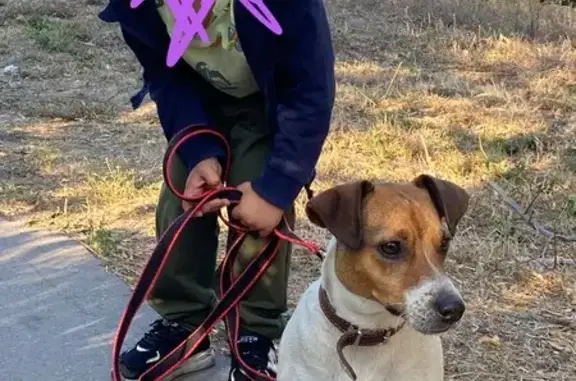 Собаки потеряшки, , фото: Потеряшка собака, Левобережная ул., 3, Липецк