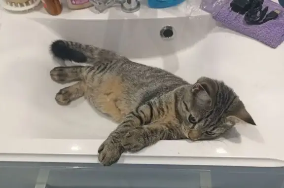 Пропала кошка Арти, ул. Лободина, 84