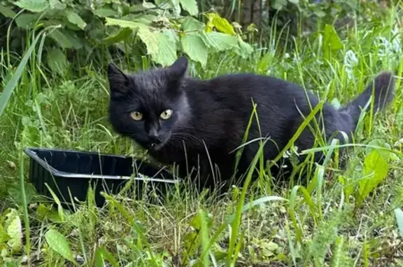 Найдена кошка, Московская область, фото: Найдена пушистая кошка, МО