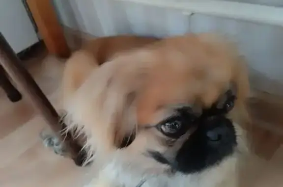 Пекинес найден: пр. Ленина, 75/2, Кемерово