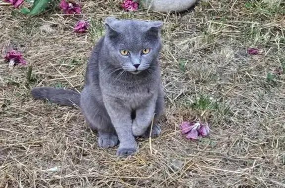 Кошка найдена: Тырныаузский пр., 3, Нальчик