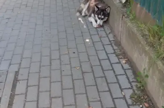 Найдена собака, Тверь, фото: Хаски найдена, 1-я Республиканская, Тверь