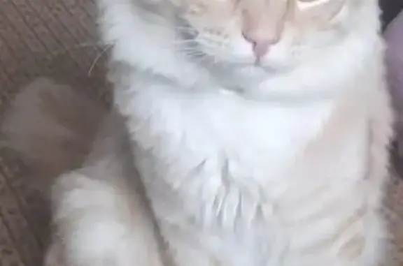 Кошки потеряшки, Иваново, фото: Потеряшка кошка, Ташкентская ул., 95, Иваново