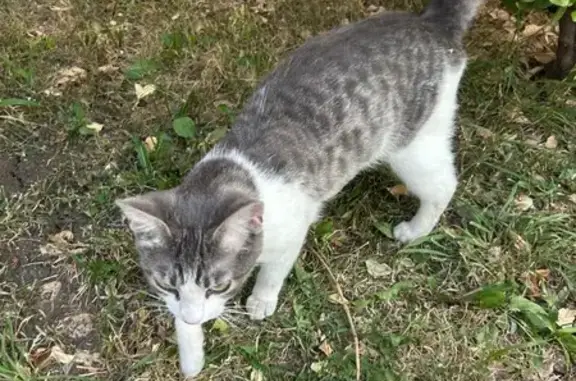 Найдена кошка, Краснодар, фото: Кошка найдена: пр-т Чекистов, 26, Краснодар