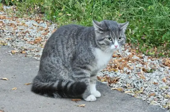 Найдена кошка, Уфа, фото: Найдена кошка на Зорге, 63/1, Уфа