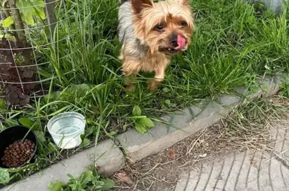 Собака найдена! Лермонтовская ул., Тамбов