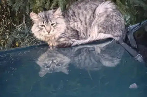 Найдена кошка, Ноябрьск, фото: Кошка найдена: ул. 8 Марта, 3, Ноябрьск