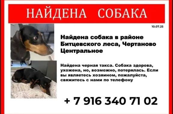 Найдена собака, Москва, фото: Такса найдена, ул. Красного Маяка, Москва