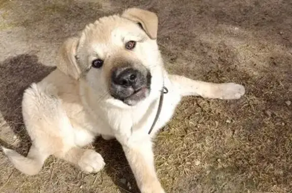 Собаки потеряшки, Ярославская область, фото: Потеряшка собака, Верхний остров, Ярославль