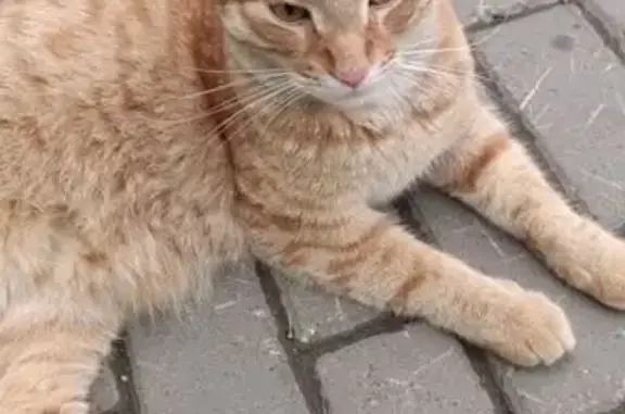 Крупный рыжий кот найден на Сафиуллина 6Б