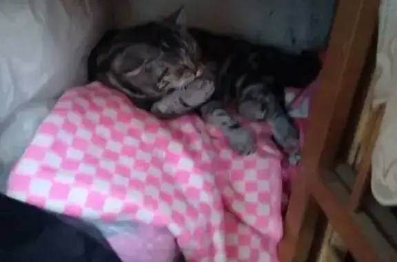 Кошка найдена: ул. Веры Кащеевой, 3, Барнаул