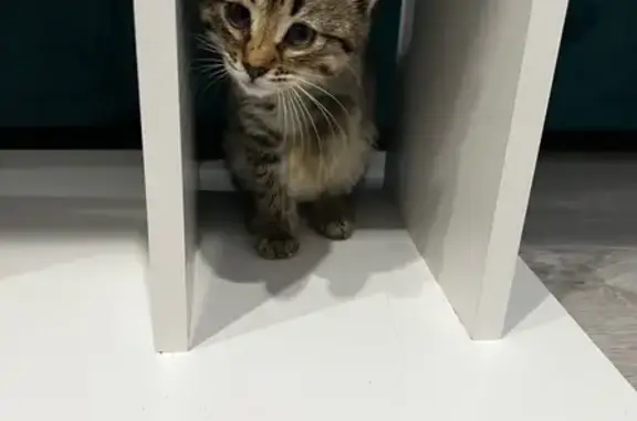 Найден котенок, ул. Солидарности 21, Казань