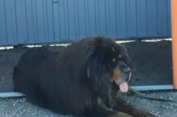 Найдена собака, Пензенская область, фото: Собака найдена в Украинцево, Пензенская обл.