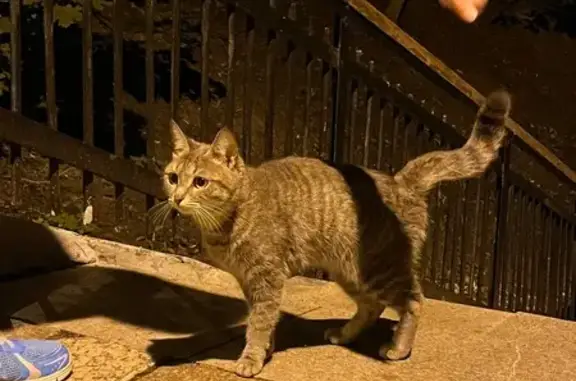 Кошка найдена: Кочетов пер., 1, Казань