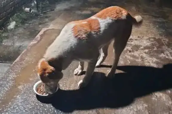 Собаки потеряшки, Шуя, фото: Потеряшка собака на 1-й Железнодорожной, Шуя