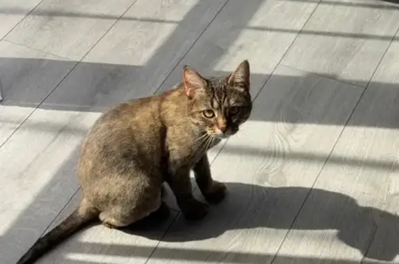 Кошки потеряшки, Каипы, фото: Потеряшка кошка Нюша, ул. 9 Мая, Татарстан