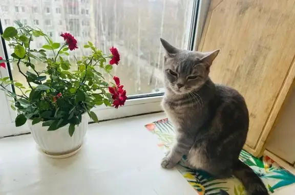 Пропала кошка на ул. 2П-2, 69, Нижневартовск