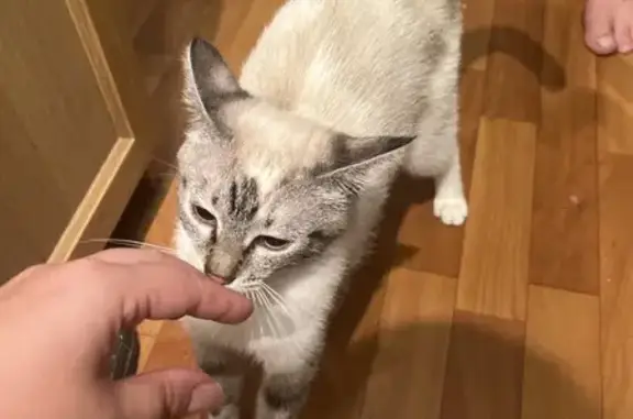 Найдена кошка, Смоленск, фото: Серая кошка найдена на Попова, 117