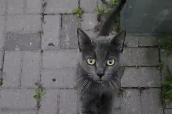 Найдена кошка, Парголово, фото: Найдена кошка: 4-й переулок, 8, Парголово