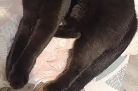 Найденные животные Челябинск, фото: Найдена кошка, ул. Сони Кривой, 48