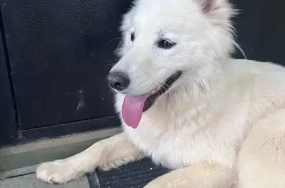 Найдена собака, Карповка, фото: Собака найдена: Советская 4, Карповка