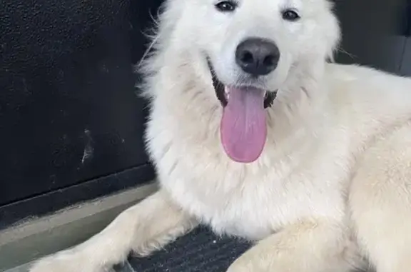 Собака найдена: Советская ул., 12, Карповка - photo