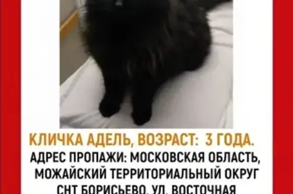 Кошки потеряшки, Московская область, фото: Потеряшка чёрная кошка, МО, 46Н-05550