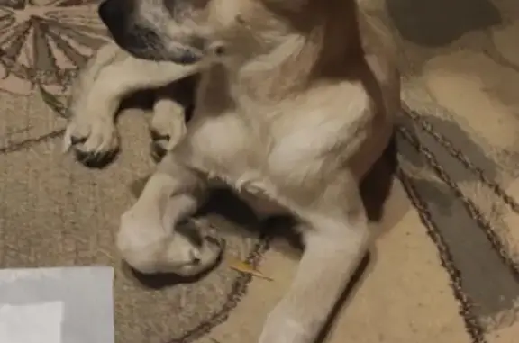 Найдена собака, ул. Чичерина, 28А