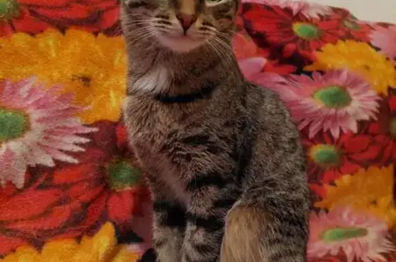 Пропала кошка Сима, ул. Восстания, 5