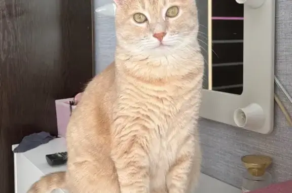 Пропала рыжая кошка, пр. Стачки 235 к3