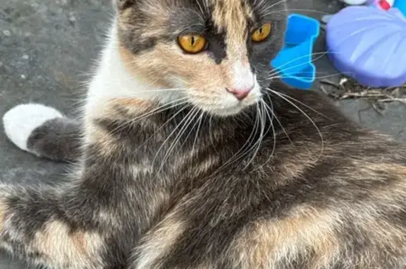 Пропала кошка в Прудах, Ленобласть