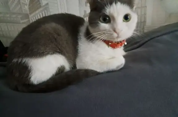 Пропала кошка, Енисейская 96, Оренбург