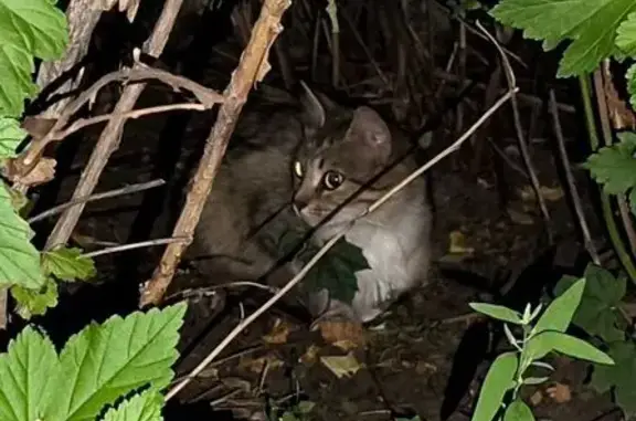 Кошка найдена на Митинской, 39, Рождествено