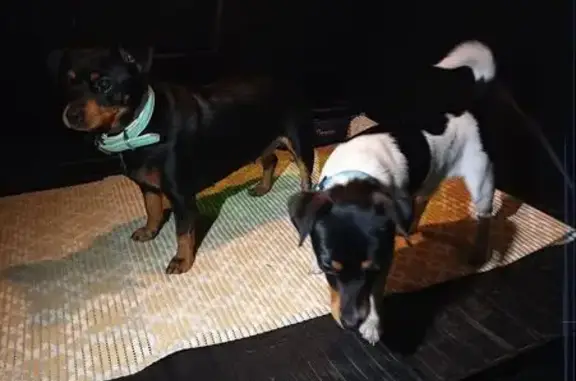 Собака найдена у Мосводоканала, Рублёво