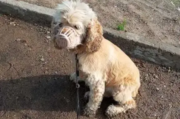 Найдена собака, Набережная ул., Чита