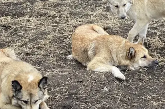 Собаки потеряшки, Емельяново, фото: Потеряшкаи собаки на Луговой, Емельяново