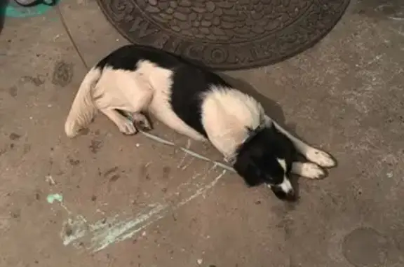 Собака найдена: ул. Франкфурта, 22, Новокузнецк