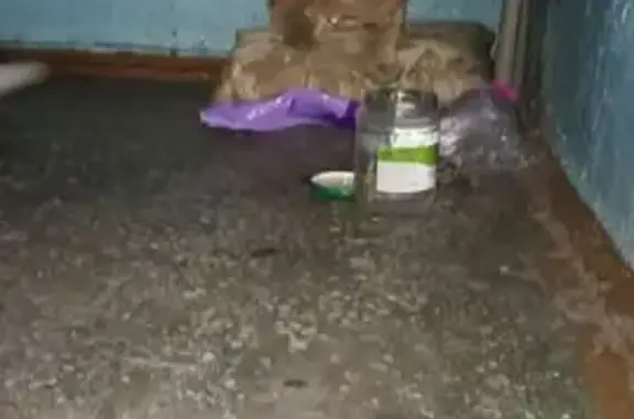Найдена кошка, Красноярск, фото: Кошка найдена: ул. Тотмина, 21, Крск.