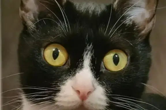 Кошки потеряшки, Красноярск, фото: Потеряшка кошка, 3-я Таймырская, 13