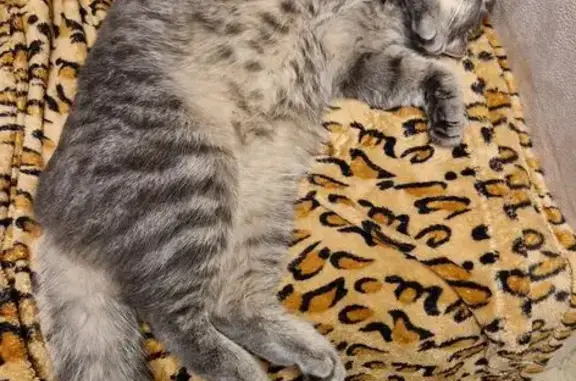 Пропала кошка, 8-я линия, 139, Виллозское
