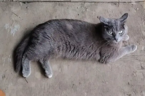 Найдена кошка, Арамиль, фото: Кошка найдена: ул. Победы, Арамиль