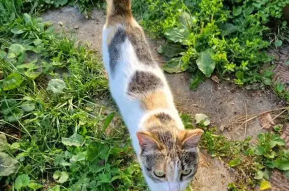 Кошка найдена: Майская ул, 29, Мичуринский