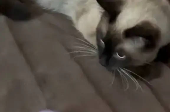 Кошки потеряшки, Краснотурьинск, фото: Потеряшка кошка, Коммунальная 30, Краснотурьинск