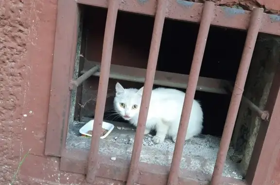 Кошка найдена: Сибиряков-Гвардейцев, 308