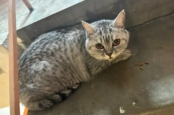 Кошка найдена: ул. 30 лет Победы, 30, Сургут