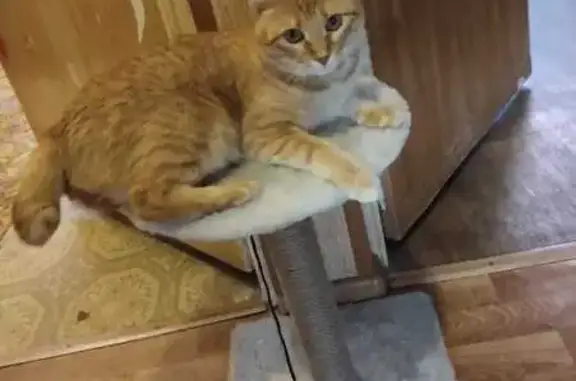 Кошки потеряшки, Нижегородская область, фото: Потеряшка кошка, Нижегородская обл.